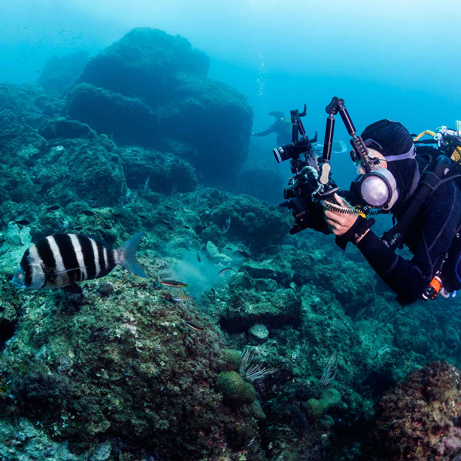 64266990_scuba-diver-taking-picture-of-striped-fish-(1)